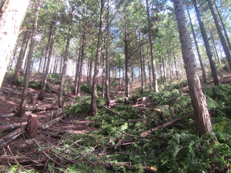 kagamino_forest