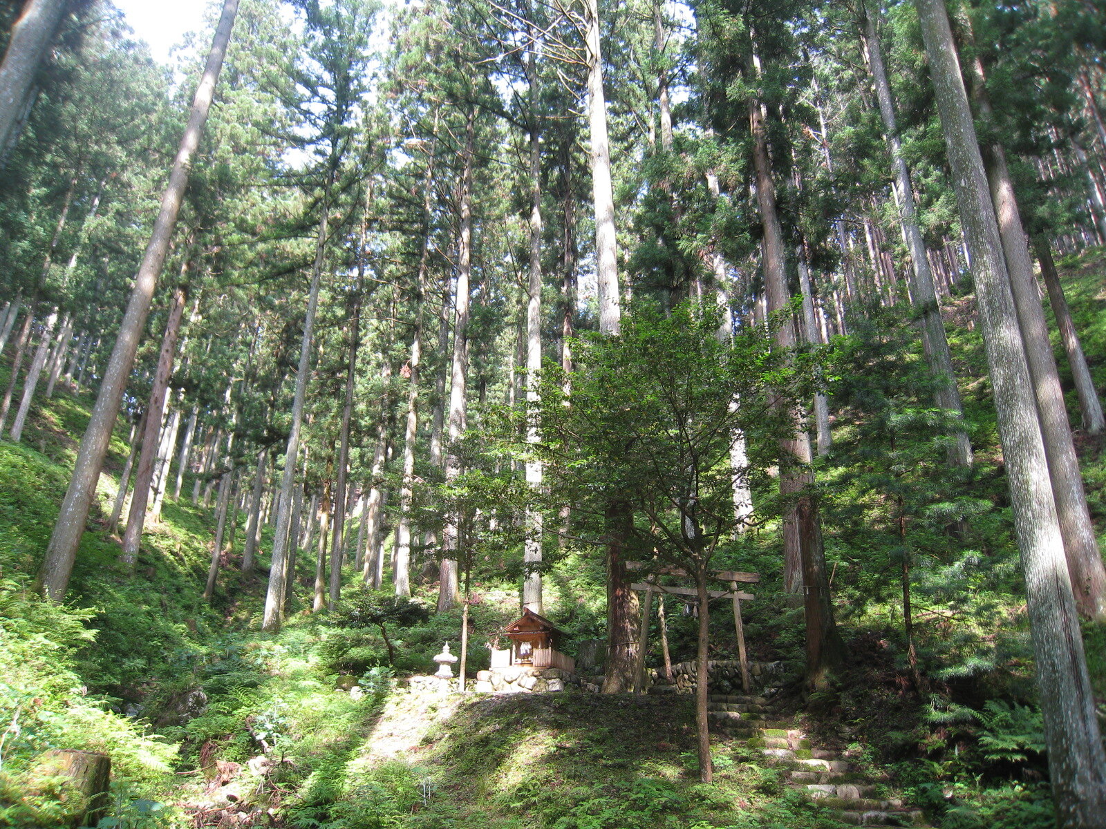 プレスリリース】「伊勢の森」からJ-クレジットを創出する取り組みを