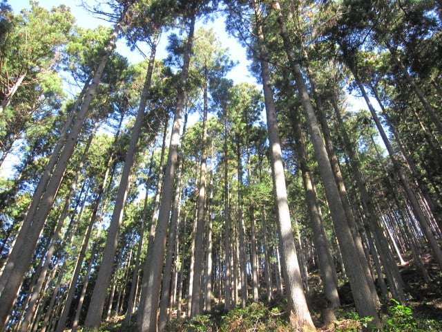 バイウィル×沖中造林