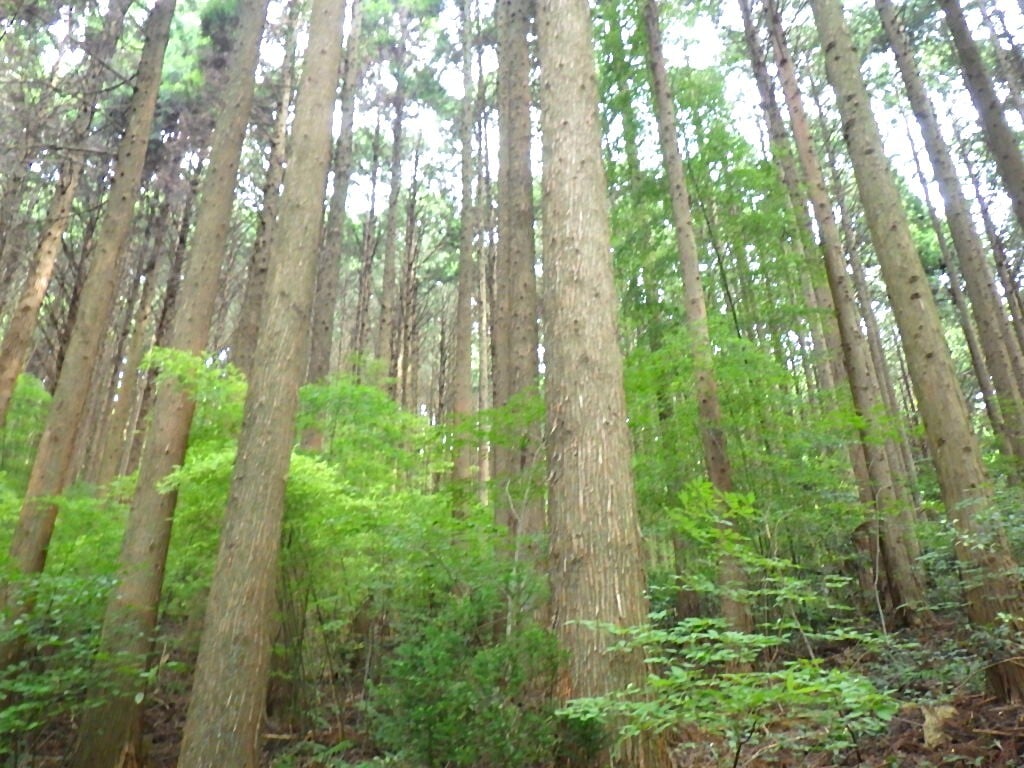 バイウィル×東城町森林組合