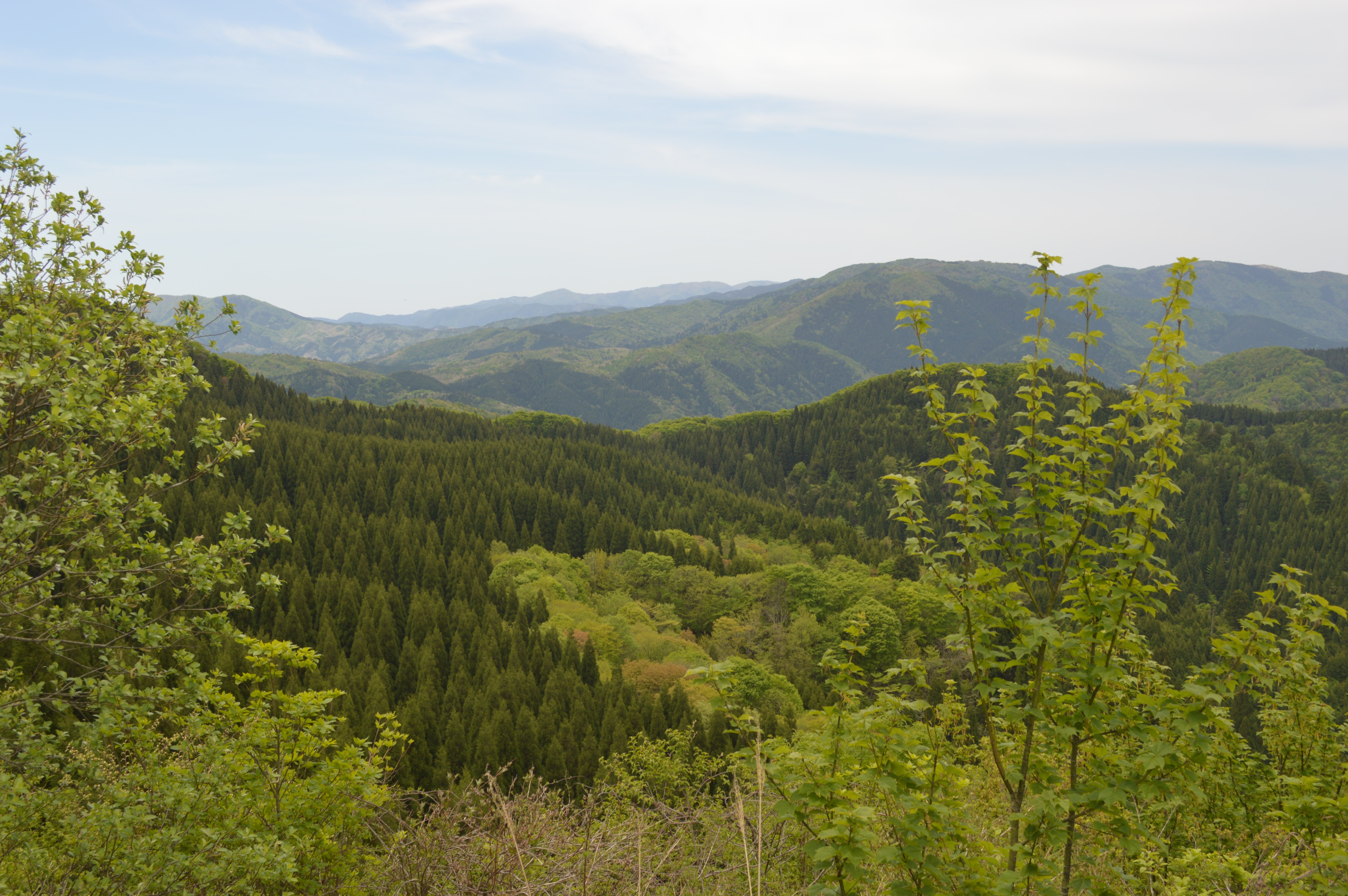 バイウィル×鳥取県中部森林組合