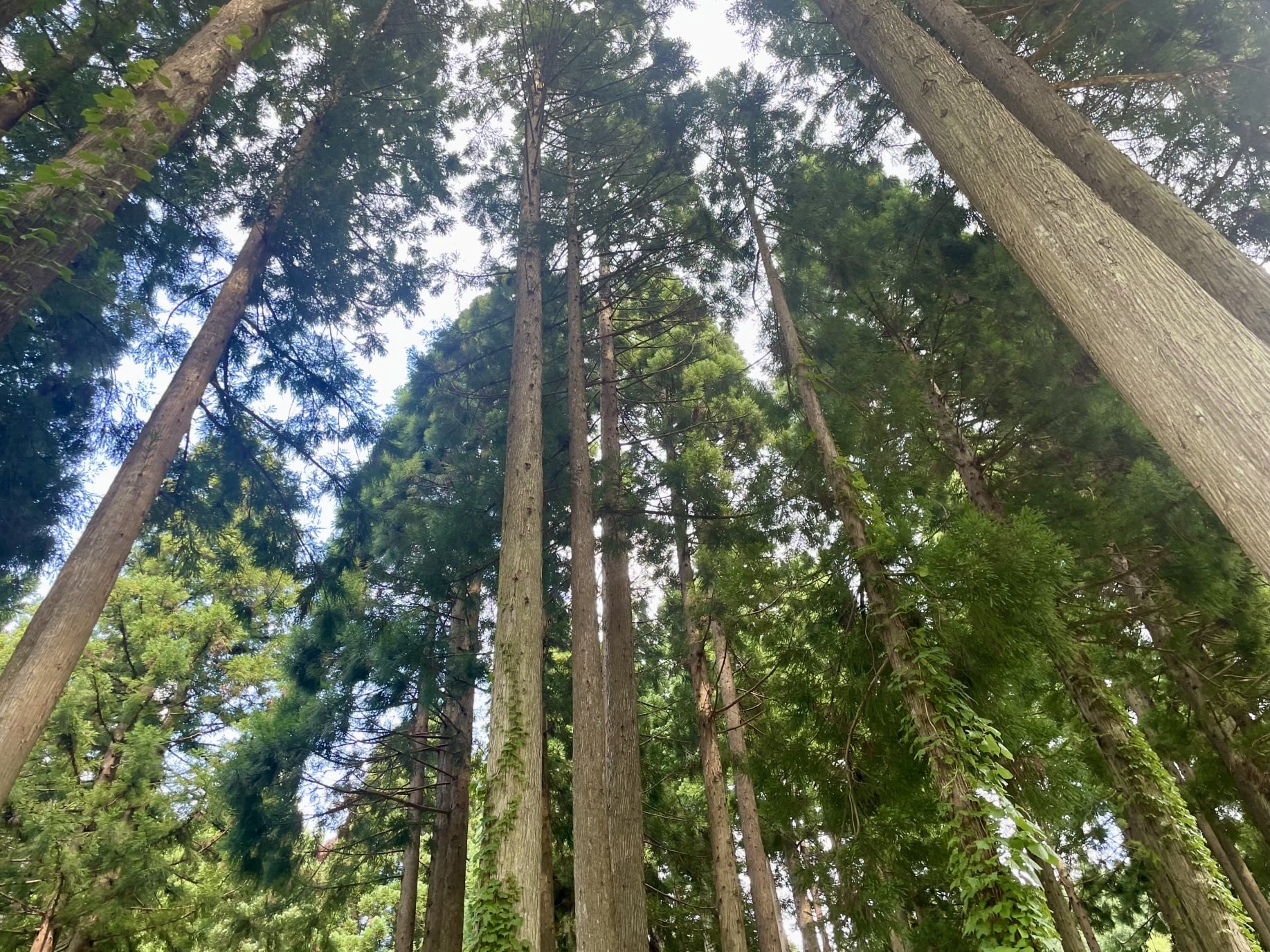 バイウィル×勝山市